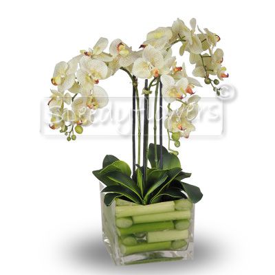 Orchidea in Vaso