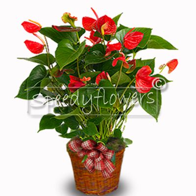 Pianta fiorita di anthurium